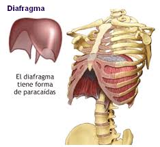 diafragma
