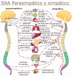 Sistema nervioso neurovegetativo